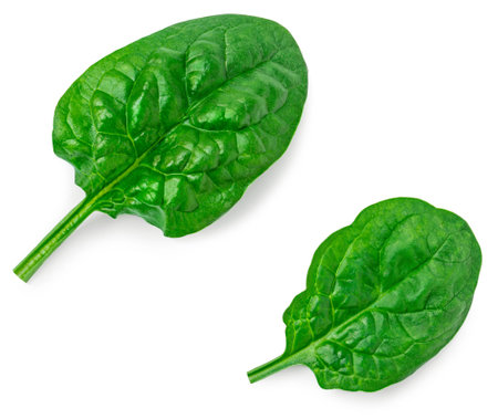 Fresh green leaves of Spinach leafy vegetable isolated on white background. Spinach Macro. Top view. Flat lay.の写真素材