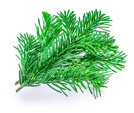 Fir tree spruce branch with needles isolated on white backgroundの写真素材