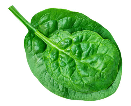 Spinach leaves isolated on white background. Espinach Close up. Various Spinach Macro. Food concept.の写真素材
