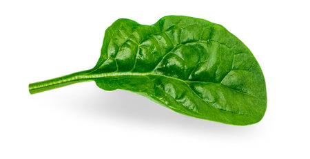 Pile of fresh green baby Spinach leaves isolated on white background. Espinach Close up. Various Spinach Macro.の写真素材