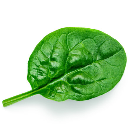 Pile of fresh green baby Spinach leaves isolated on white background. Espinach Close up. Various Spinach Macro.の写真素材