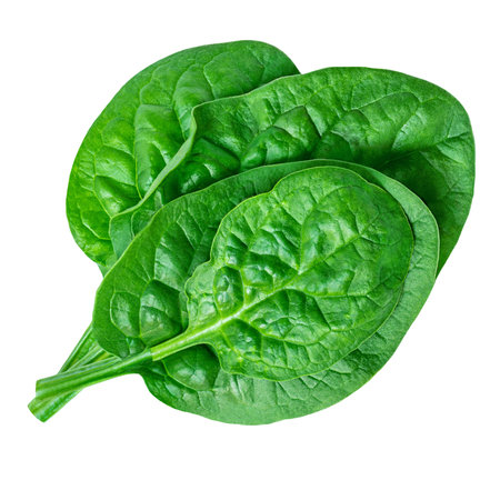 Spinach leaves isolated on white background. Espinach Close up. Various Spinach Macro. Food concept.の写真素材