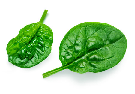 Pile of fresh green baby Spinach leaves isolated on white background. Espinach Close up. Various Spinach Macro.の写真素材