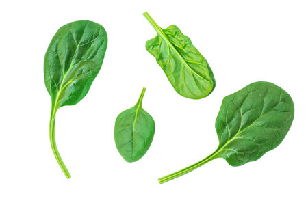 Baby Spinach leaves isolated on white background. Fresh spinach for package design. Flat lay. Patternの写真素材