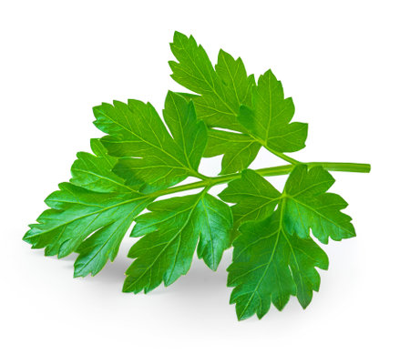 Parsley isolated on white background. Fresh Parsley leaves closeup.の写真素材