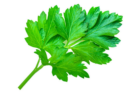 Parsley isolated on white background. Fresh Parsley leaves closeup.の写真素材