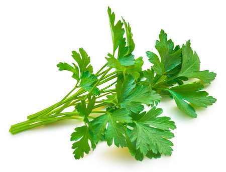 Parsley isolated on white background. Fresh Parsley leaves closeup.の写真素材