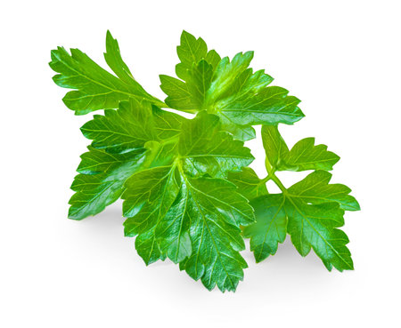 Parsley isolated on white background. Fresh Parsley leaves closeup.の写真素材