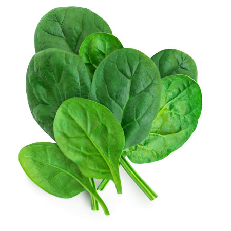 Pile of fresh green baby spinach leaves isolated on white background. Espinach Close up. Flat lay. Food concept.の写真素材