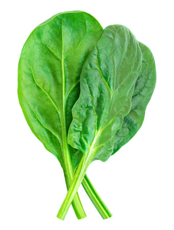 Pile of fresh green baby spinach leaves isolated on white background. Espinach Close up. Flat lay. Food concept.の写真素材