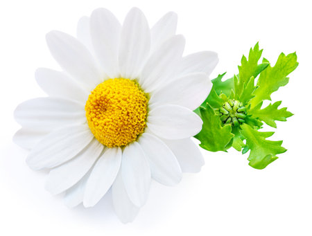 Chamomile or camomile flowers isolated on white background. Camomilie with leaves close up. Top view, flat lay, packaged design elementの写真素材