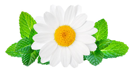 Chamomile or camomile flower isolated on white background. Beautiful white Daisy (Marguerite) flower closeup.の写真素材