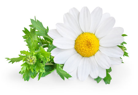 Chamomile or camomile flowers isolated on white background. Camomilie with leaves close up. Top view, flat lay, design elementの写真素材