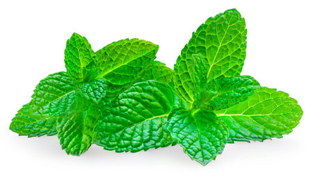 Mint leaves isolated on white background. Fresh peppermint on white background. Melissa close upの写真素材