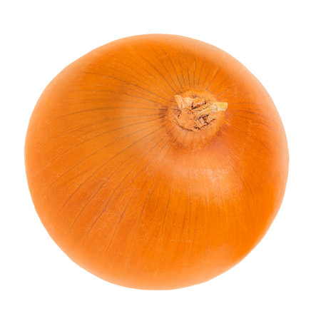 Onion bulb isolated on white background. Whole golden onion close up. Top viewの写真素材