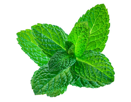Fresh peppermint isolated on white background. Melissa close upの写真素材