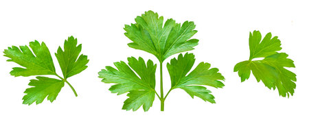 Parsley isolated. Parsley herb on white background. Fresh Parsley leaf collection. Patternの写真素材