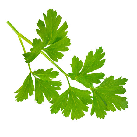 Parsley isolated on white background. Fresh Parsley leaves closeup. Cooking and food Package design elements Flat lay. Top view.の写真素材