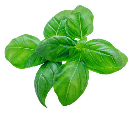 Basil isolated. Green Basil leaf isolated on white background. Food ingredient, design element Top view. Flat lay.の写真素材