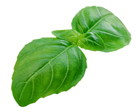 Single Basil isolated. Green Basil leaf isolated on white background. Food ingredient, design element Top view. Flat layの写真素材