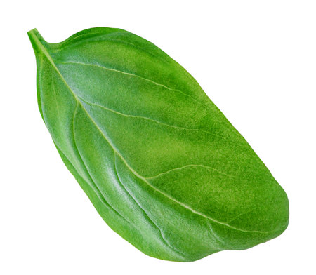 Single Basil isolated. Green Basil leaf isolated on white background. Food ingredient, design element Top view. Flat layの写真素材