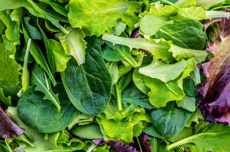 Fresh Spring mix leaves texture. Green salad leaves as a textured background. Wallpaper of arugula, lettuce, spinach and beets leaves close up.の写真素材
