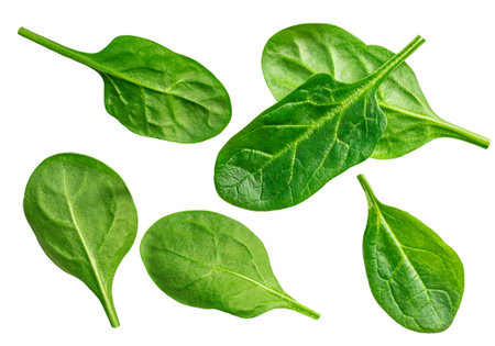 Fresh Spinach leaf. Set of Spinach leaf isolated on white. Spinach (Spinacia oleracea) leaves Collection. Flat lay. Patternの写真素材