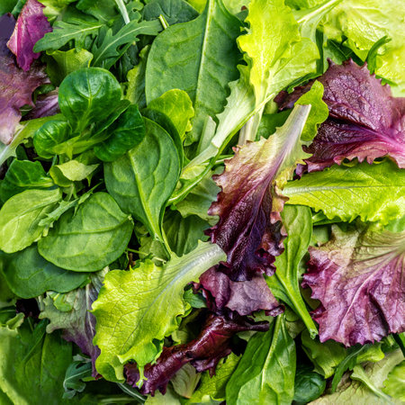 Fresh Spring mix leaves texture. Green salad leaves as a textured background. Wallpaper of arugula, lettuce, spinach and beets leaves close up.の写真素材