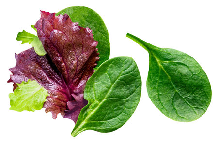 Fresh Spring mix leaves isolated. Green salad leaves on white. Pile of arugula, lettuce, spinach and beets leaves close up. Top viewの写真素材