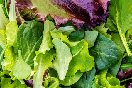 Fresh Spring mix leaves texture. Green salad leaves textured background. Wallpaper of arugula, lettuce, spinach and beets leavesの写真素材