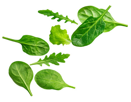 Spinach leaves isolated on white background. Baby Spinach leaf and rucola Flat lay. Top view.の写真素材