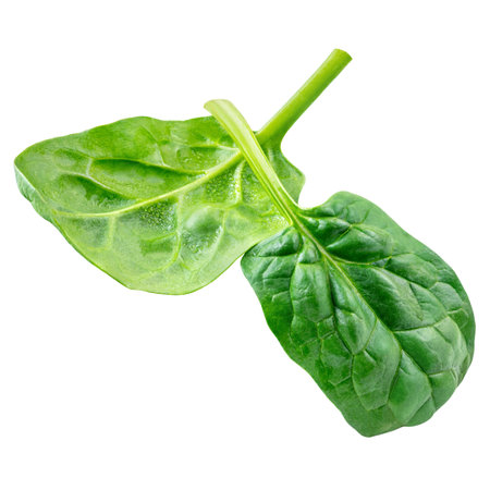 Flying Spinach leaves isolated on white background. Baby Spinach leaf Flat lay. Top view. Espinach leavesの写真素材