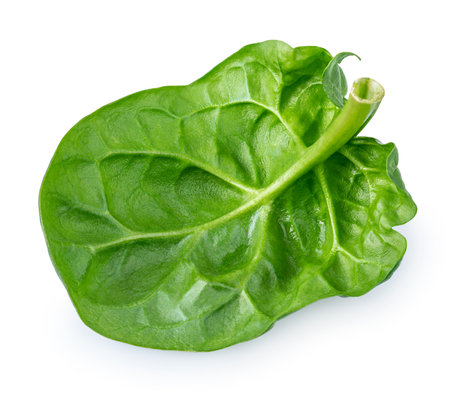 Spinach leaves isolated on white background. Baby Spinach leaf Flat lay. Top view. Espinach leavesの写真素材