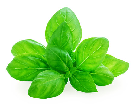 Basil isolated. Fresh Basil leaves on white background. Basil herb food ingredient. Package design element.の写真素材