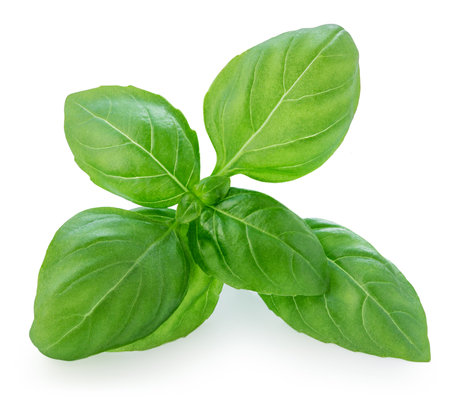Basil isolated. Fresh Basil leaves on white background. Basil herb food ingredient. Package design element.の写真素材