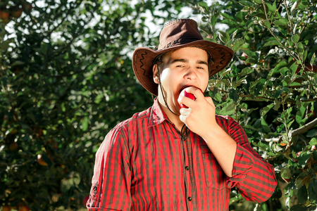 Young happy man in the garden collect ripe apples. The man is eating an apple, smiling and looking at the camera.の写真素材