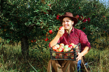 Young happy man in the garden collect ripe apples. The man is eating an apple, smiling and looking at the camera.の写真素材