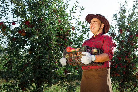 Young happy man in the garden collect ripe apples. A worker in the garden with a box of apples in his hands.の写真素材