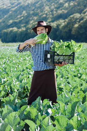 A young man in a hat holding box with ripe crop of cabbage. Happy farmer harvesting on his field.の写真素材
