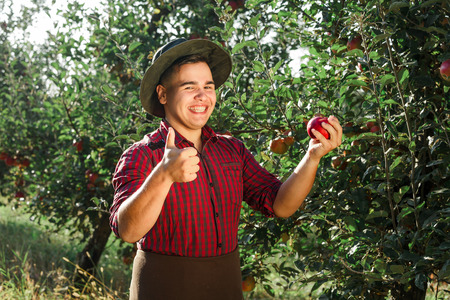 Young happy man in the garden collect ripe apples. The owner of apple orchard is pleased of harvest and shows okay.の写真素材