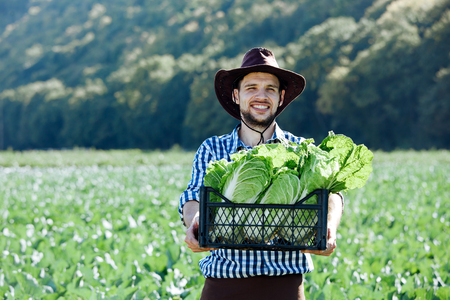 A young man in a hat holding box with ripe crop of cabbage. Happy farmer harvesting on his field.の写真素材