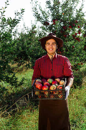 Young happy man in the garden collect ripe apples. A worker in the garden with a box of apples in his hands.の写真素材