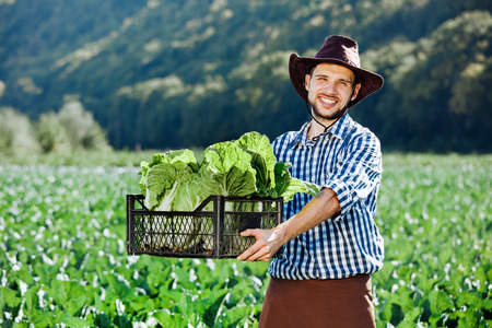 A young man in a hat holding box with ripe crop of cabbage. Happy farmer harvesting on his field.の写真素材