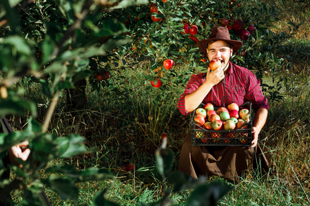 Young happy man in the garden collect ripe apples. The man is eating an apple, smiling and looking at the camera.の写真素材