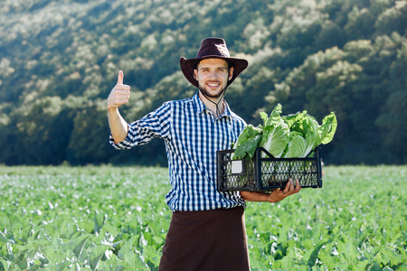 A young man in a hat holding box with ripe crop of cabbage. Happy farmer harvesting on his field.の写真素材