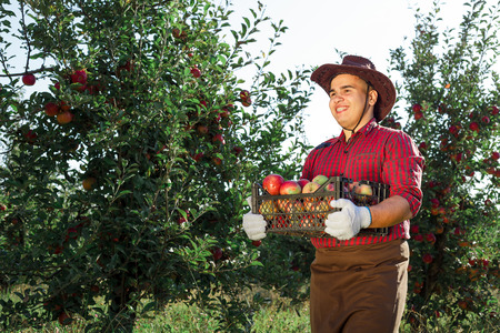 Young happy man in the garden collect ripe apples. A worker in the garden with a box of apples in his hands.の写真素材