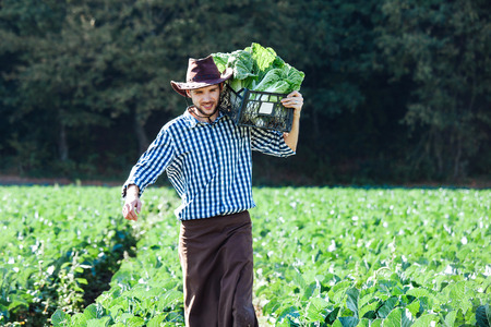 A young man in a hat holding box with ripe crop of cabbage. Happy farmer harvesting on his field.の写真素材