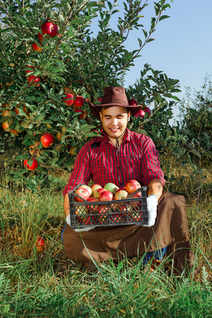 Young happy man in the garden collect ripe apples. A worker in the garden with a box of apples in his hands.の写真素材