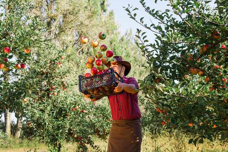 Young happy man in the garden collect ripe apples. Falling apples to a box of a happy farmer.の写真素材