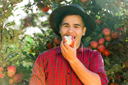 Young happy man in the garden collect ripe apples. The man is eating an apple, smiling and looking at the camera.の写真素材